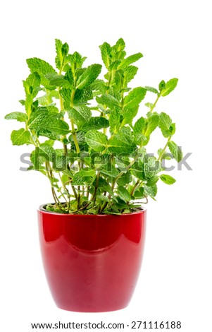 Fresh mint plant in a ceramic pot isolated on white