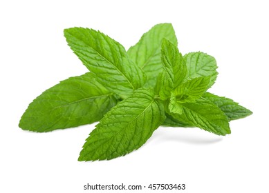 Fresh Mint Sprig Isolated On White Background