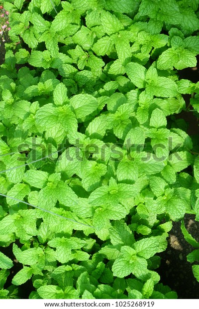 Fresh Mints Leaves Peppermints Kitchen Mint Stock Photo Edit Now 1025268919