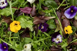 Fresh Mix Of Salads With Edible Flowers. 