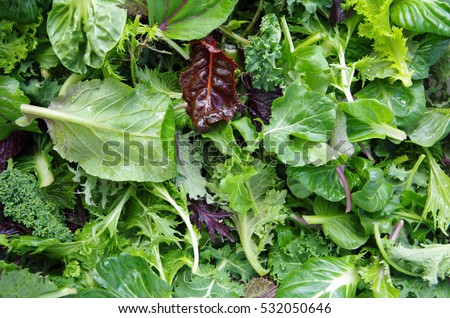 Fresh mixed salad field greens piled closeup view