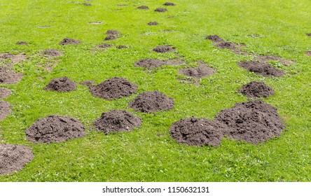  https://image.shutterstock.com/image-photo/fresh-mole-hills-on-garden-260nw-1150632131.jpg