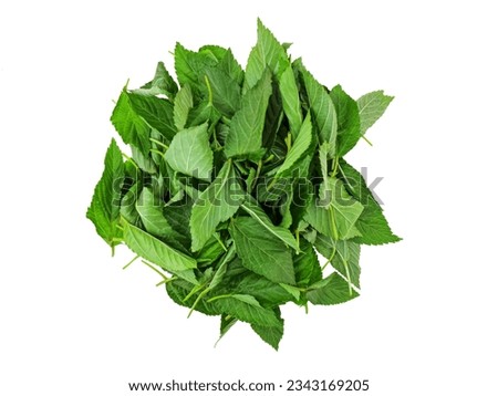 fresh Molokhia leaves, group of Egyptian green Molokhya leaves top view isolated on white background