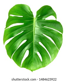 125 Monstera Deliciosa Liebm Images, Stock Photos & Vectors 