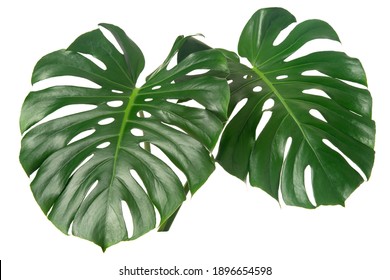 Fresh Monstera Leaf Isolated On White Backround