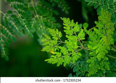 Fresh Moringa leaves closeup background