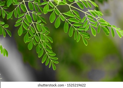 Moringa Tree Leaves Background Stock Photo (Edit Now) 1495357442