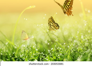 Fresh Morning Dew And Butterfly