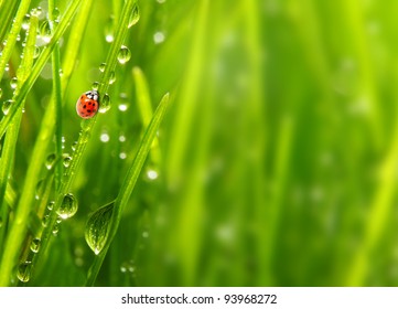 Fresh morning dew on a spring grass and little ladybug, natural background - close up with shallow DOF.