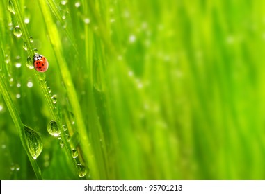 Fresh morning dew on a spring grass and little ladybug, natural background - close up with shallow DOF. - Powered by Shutterstock