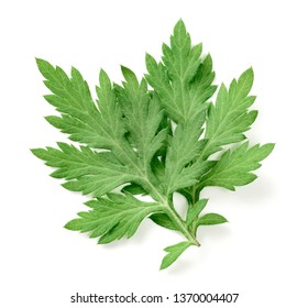 Mugwort Images Stock Photos Vectors Shutterstock Mugwort Images Stock Photos Vectors Shutterstock