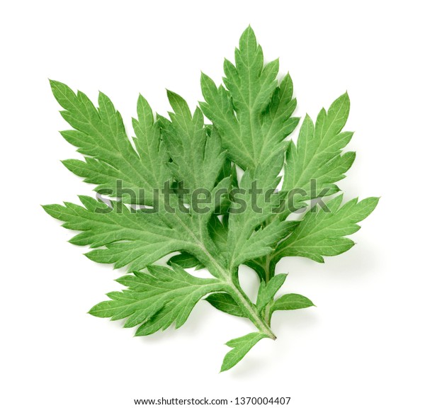 Fresh Mugwort Isolated On White Background Stock Photo (Edit Now ...