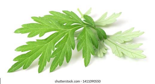 fresh mugwort leaves isolated on white background
