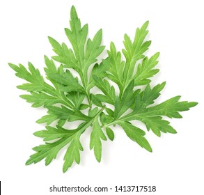 Mugwort Images, Stock Photos & Vectors | Shutterstock