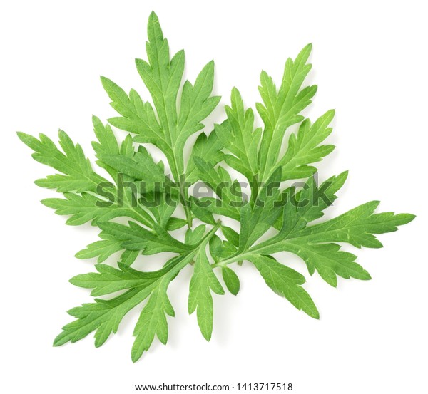 Fresh Mugwort Leaves Isolated On White Stock Photo 1413717518 ...