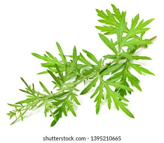 Fresh Mugwort Twigs Isolated On White Background