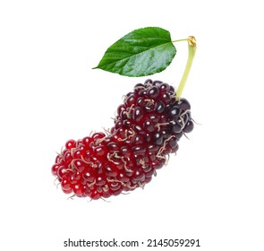 Fresh mulberry fruit with green leaf isolated on white background.  Macro.