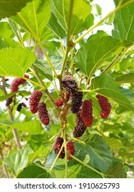 Fresh Mulberry Garden Stock Photo 1910625793 | Shutterstock