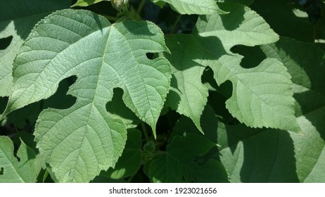 Fresh Mulberry Leaves Photos In Sunlight