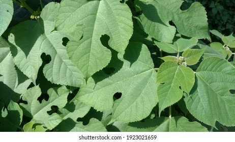 Fresh Mulberry Leaves Photos In Sunlight