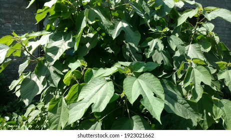 Fresh Mulberry Leaves Photos In Sunlight