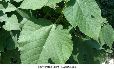 Fresh Mulberry Leaves Photos In Sunlight