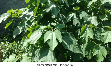 Fresh Mulberry Leaves Photos In Sunlight