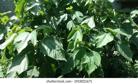 Fresh Mulberry Leaves Photos In Sunlight