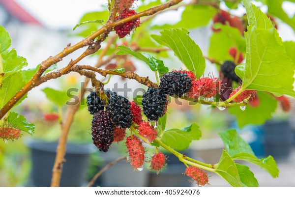 Fresh mulberry on tree. Berry fruit in nature, fruit in Thailand.