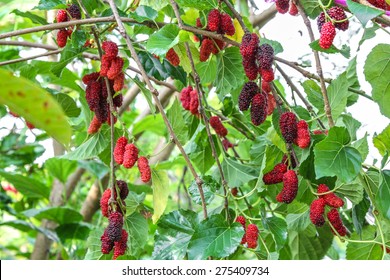 Fresh Mulberry On Tree, Fruit