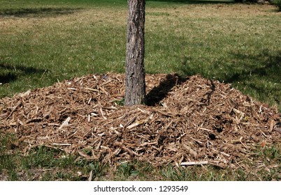 Fresh Mulch Around A Tree