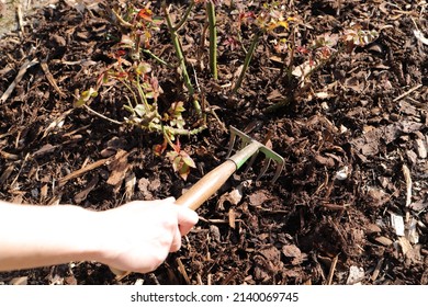 Fresh Mulch On A Rose Bed 