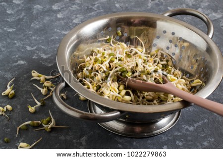 Fresh mung bean sprouts in colander on gray background. Vegetarian food. High source of protein, fiber, antioxidants and phytonutrients