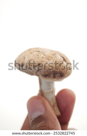 Similar – Image, Stock Photo mushroom Food