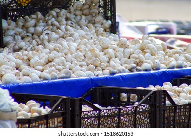 Fresh mushrooms from local market - Shutterstock ID 1518620153