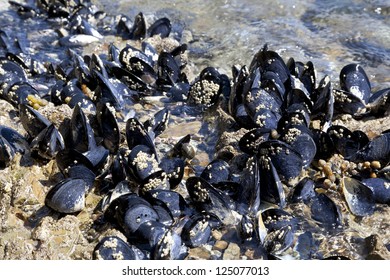  Fresh mussels close up growing on the rocks of the ocean of New Zealand