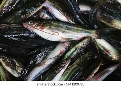 Naked Catfishes Images Stock Photos Vectors Shutterstock