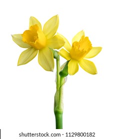 Narcissus Bilder Stockfotos Und Vektorgrafiken Shutterstock