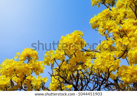 Fresh Natural flower in bright day,beautiful yellow flower in the garden Silver trumpet tree, Tree of gold,Paraguayan silver trumpet tree,Tabebuia aurea with clear blue sky background Thailand.