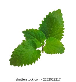 Fresh natural green Melissa herb leaves on white background isolated. Lemon balm plant clipart. Herbal tea element Calms nerves, fights depression anxiety, reduces fever improves sleep promotes memory - Shutterstock ID 2252022217