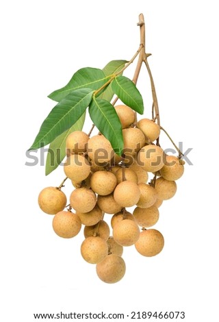 Fresh natural Longan fruits isolated on white background. Clipping path.