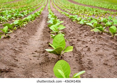 Fresh Natural Young Tobacco Plants In  Tobacco Field After  Rain, Germany. Green Jung Tobacco Seedling, Close Up. Agricultural Tobacco Field. 