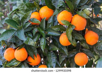 817 Navel Orange Tree Images, Stock Photos & Vectors 