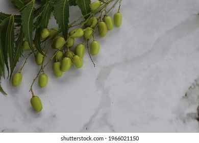 Fresh Neem Fruit And Neem Green Leaf On Background.