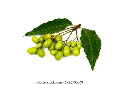 Fresh Neem Fruit And Neem Leaf Isolated On White Background.