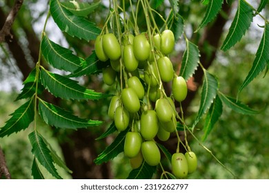 Fresh Neem fruit on tree with leaf on nature background, A leaves of neem tree and fruits growing natural medicinal - Powered by Shutterstock