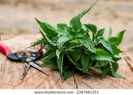 Fresh nettle is collected by an herbalist for the preparation of medicinal tinctures and hair treatment products. Pruning shears for cutting plants.
