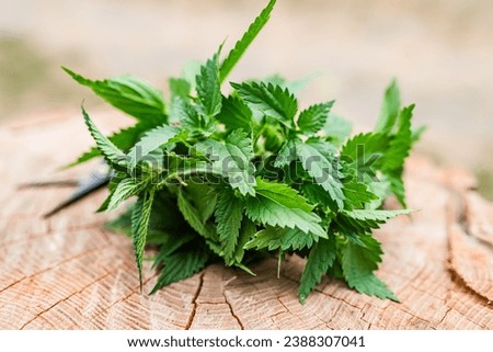 Fresh nettle is collected by an herbalist for the preparation of medicinal tinctures and hair treatment products.
