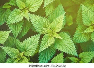 Fresh nettle leaves background. Top view of the thicket of nettles. Green leaves background. Nature background - Shutterstock ID 1916468162