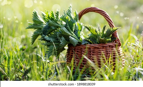 Fresh nettles. Basket with freshly harvested nettle plant. Urtica dioica, often called common nettle, stinging nettle, or nettle leaf. first spring vitamins. Ingredient of vitamin salad.